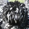 Bantam Polish Frizzle Chicken Black Laced