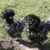 Bantam Polish Frizzle Chicken Black Laced