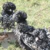 Bantam Polish Frizzle Chicken Black Laced
