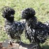 Bantam Polish Frizzle Chicken Black Laced
