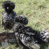 Bantam Polish Frizzle Chicken Black Laced