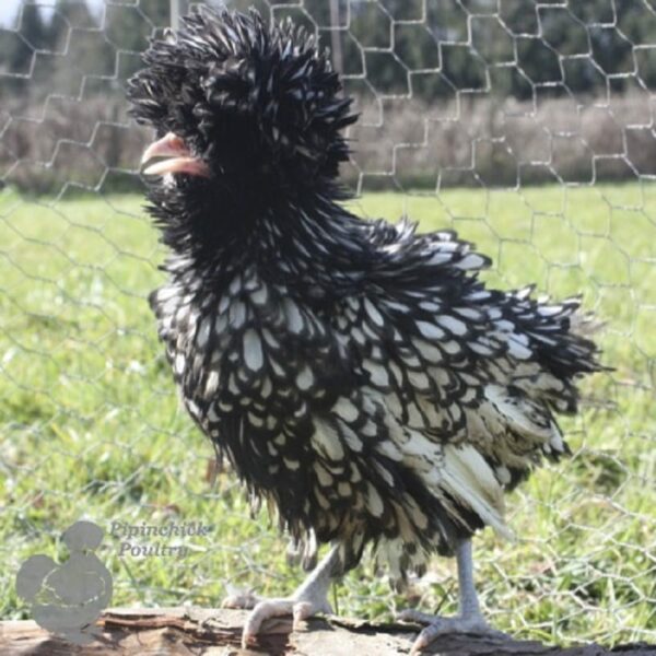 Frizzle Polish Bantam Chicken Black Laced