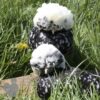 Bantam Polish Chicken Black Splash