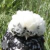 Bantam Polish Chicken Black Splash