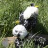 Bantam Polish Chicken Black Splash