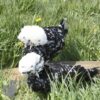 Bantam Polish Chicken Black Splash