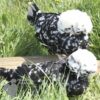 Bantam Polish Chicken Black Splash