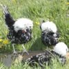 Bantam Polish Chicken Black Splash