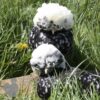 Bantam Polish Chicken Black Splash