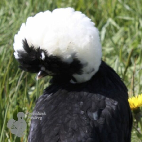 Polish Bantam Chicken Black