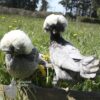 Bantam Polish Chicken Blue