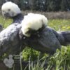 Bantam Polish Chicken Blue