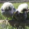 Bantam Polish Chicken Blue