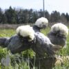 Bantam Polish Chicken Blue
