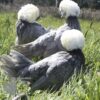 Bantam Polish Chicken Blue