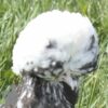 Bantam Polish Chicken Chocolate Splash