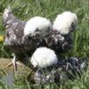 Bantam Polish Chicken Chocolate Splash