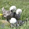 Bantam Polish Chicken Chocolate Splash