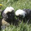 Bantam Polish Chicken Cuckoo