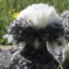 Bantam Polish Chicken Cuckoo