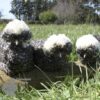 Bantam Polish Chicken Cuckoo