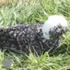 Bantam Polish Chicken Cuckoo