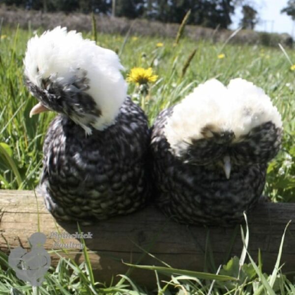 Bantam Polish Chicken Cuckoo