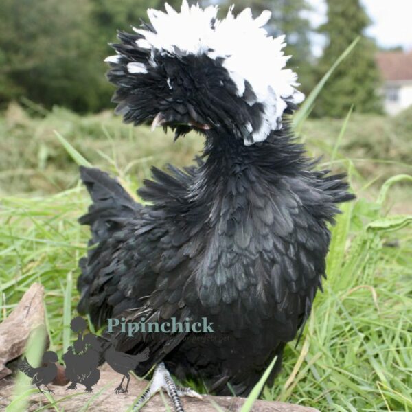 Frizzled Polish Bantam Chicken Black