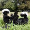 Bantam Polish Frizzled Chicken Black