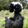 Bantam Polish Frizzled Chicken Black