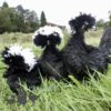 Bantam Polish Frizzled Chicken Black