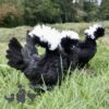 Bantam Polish Frizzled Chicken Black