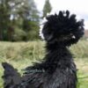Bantam Polish Frizzled Chicken Black