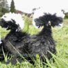 Bantam Polish Frizzled Chicken Black