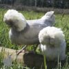 Bantam Polish Chicken Khaki