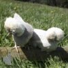 Bantam Polish Chicken Khaki