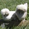 Bantam Polish Chicken Khaki