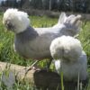 Bantam Polish Chicken Khaki