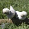 Bantam Polish Chicken Khaki