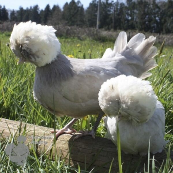 Bantam Polish Chicken Khaki