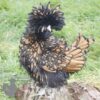 Bantam Polish Frizzle Chicken Gold Laced
