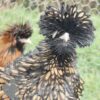 Bantam Polish Frizzle Chicken Gold Laced
