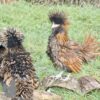 Bantam Polish Frizzle Chicken Gold Laced
