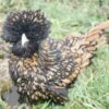 Bantam Polish Frizzle Chicken Gold Laced