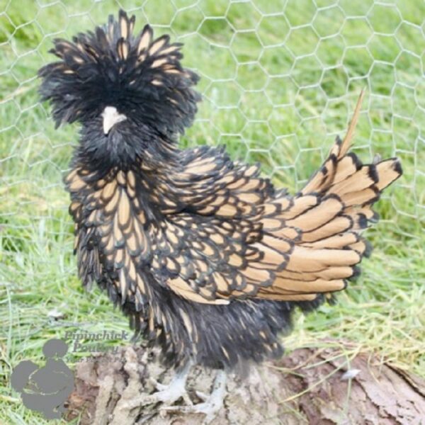 Bantam Polish Frizzle Chicken Gold Laced