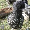 Bantam Polish Chicken Black Laced