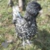 Bantam Polish Chicken Black Laced