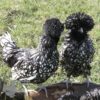 Bantam Polish Chicken Black Laced