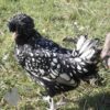 Bantam Polish Chicken Black Laced