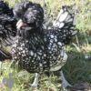 Bantam Polish Chicken Black Laced